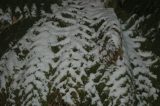 snow_pictures